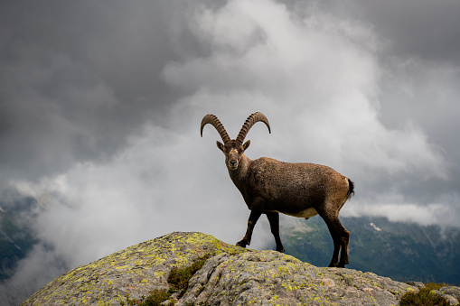 A male of Alpine Ibex walking on a ridge with mountains on the backgriound in the french Alps- Cheserys - France