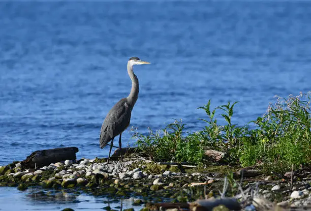 Photo of Great Blue Heron