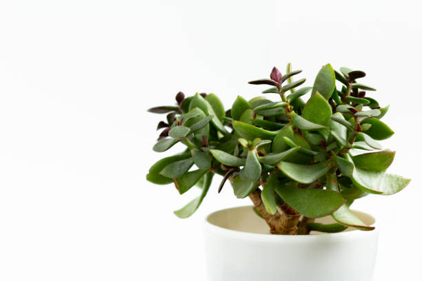 istock Indoor garden home decoration on white background. 1335697225