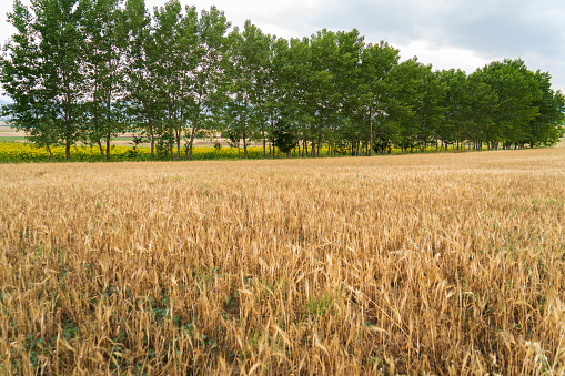 shot of wheat field in summer in Burgos, CL, Spain