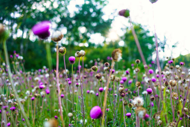 istock Purple Thistle Meadow Scenic Landscape 1335698473