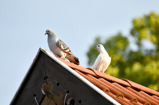 Dovecote with pigeons in good weather in summer