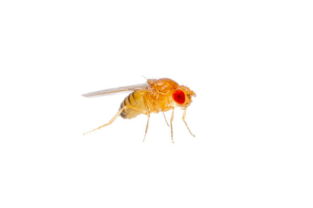 istock Drosophila Fruit Fly Diptera Parasite Insect Isolated on White Background 1335699402