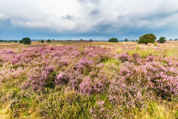 istock Pine tree surrounded by blooming Heather during the afternoon in summer 1335701028