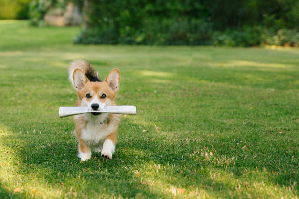 perro corriendo recupera un periódico en su boca - foto de stock