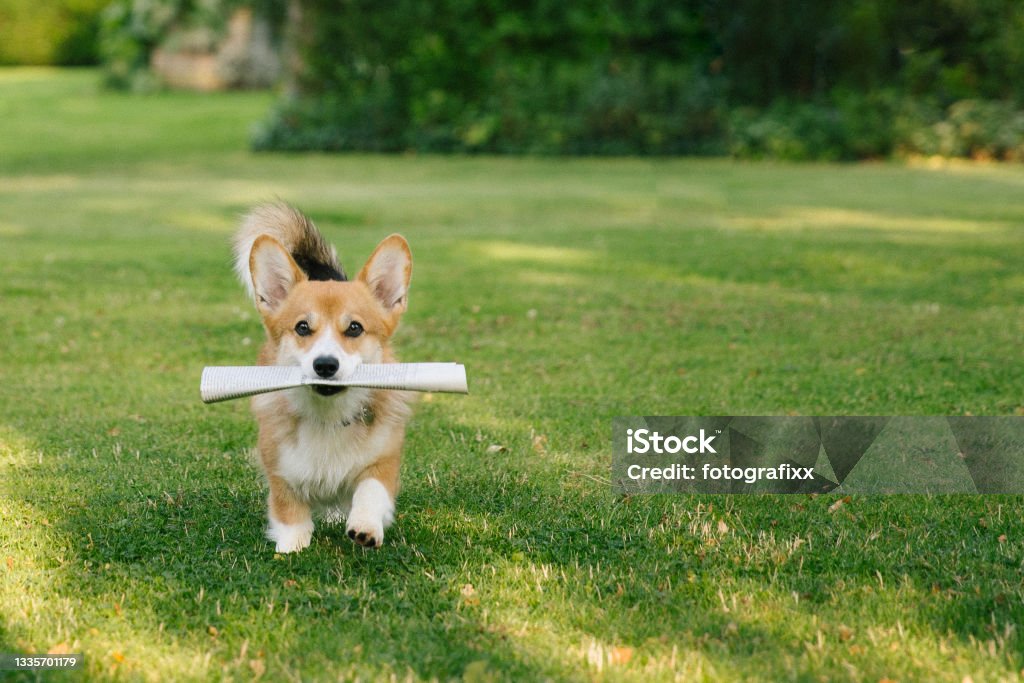 running dog retrieves a newspaper in its mouth Corgi brings a newspaper Newspaper Stock Photo