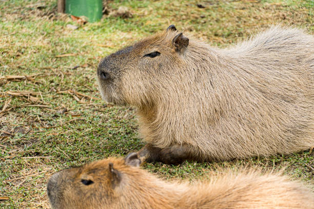 istock Capybara, or Capybara as it is known in Brazil 1335702385