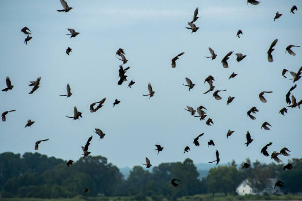 istock Starlings flocking in the sky 1335702398
