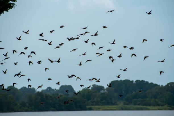 istock Starlings flocking in the sky 1335702924