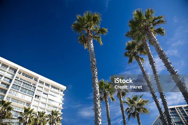 Vacation Stock Photo - Download Image Now - San Diego, Hotel, Palm Tree