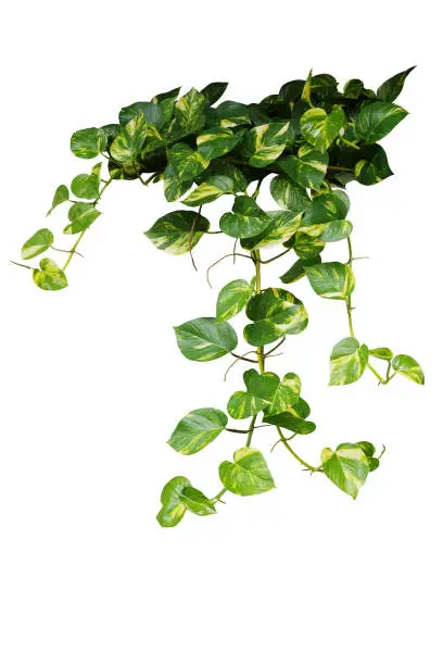 Photo of Heart shaped green variegated leave hanging vine plant bush of devil