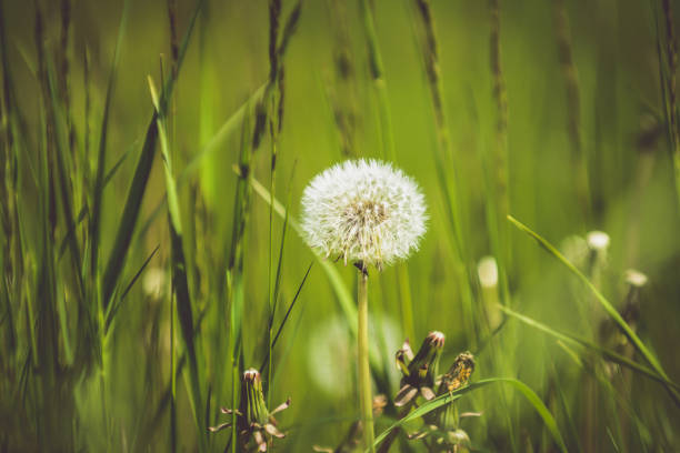 long grass in the green fields, on sunny summer day - long leaf grass blade of grass imagens e fotografias de stock