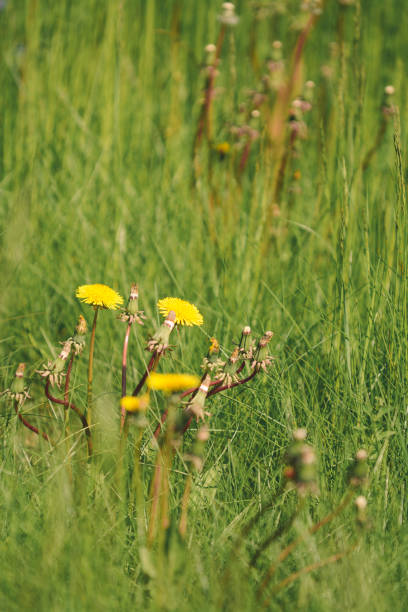 long grass in the green fields, on sunny summer day - long leaf grass blade of grass imagens e fotografias de stock