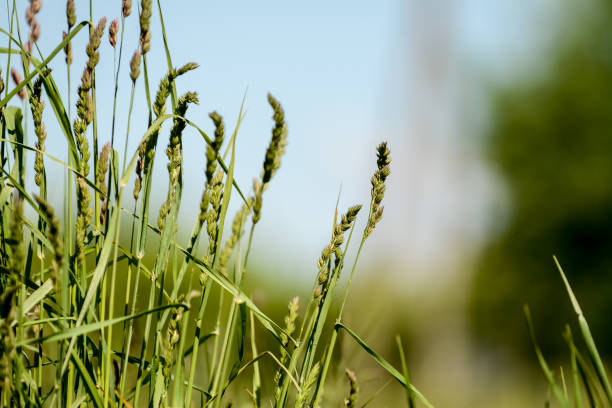 long grass in the green fields, on sunny summer day - long leaf grass blade of grass imagens e fotografias de stock