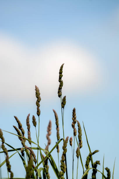 long grass in the green fields, on sunny summer day - long leaf grass blade of grass imagens e fotografias de stock