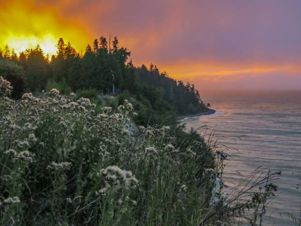 istock Ethereal Sunset at the Salish Sea 1335709155