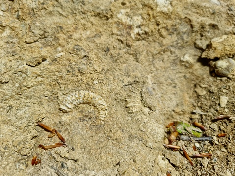 Ammonite fragment inside some limestone from the jurassic period. The image was captured in the jurassic part of the canton Schaffhausen.