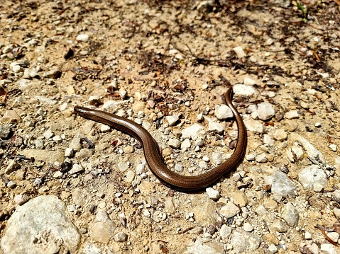Slow worm  (Anguis fragilis)