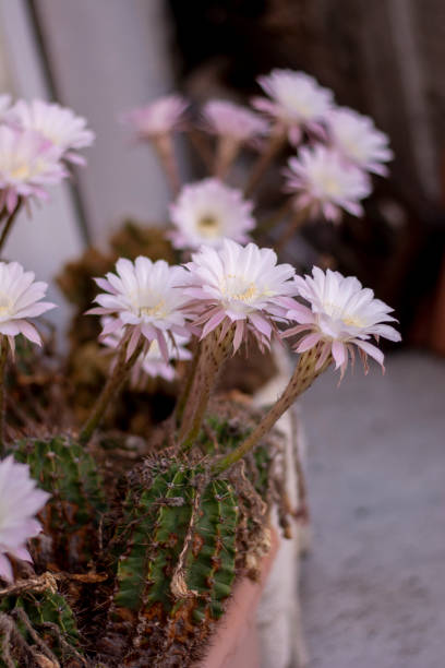 cactus hérisson en fleurs. fleurs blanches d’echinopsis également connues sous le nom d’oursin ou de cactus à lys de pâques. - desert cactus flower hedgehog cactus photos et images de collection