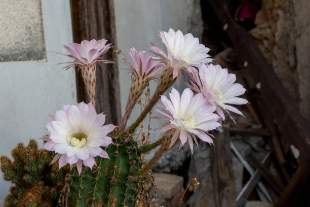 cactus hérisson en fleurs. fleurs blanches d’echinopsis également connues sous le nom d’oursin ou de cactus à lys de pâques. - desert cactus flower hedgehog cactus photos et images de collection