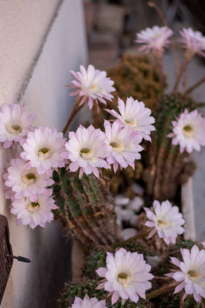 cactus hérisson en fleurs. fleurs blanches d’echinopsis également connues sous le nom de cactus oursin ou lys de pâques. - desert cactus flower hedgehog cactus photos et images de collection