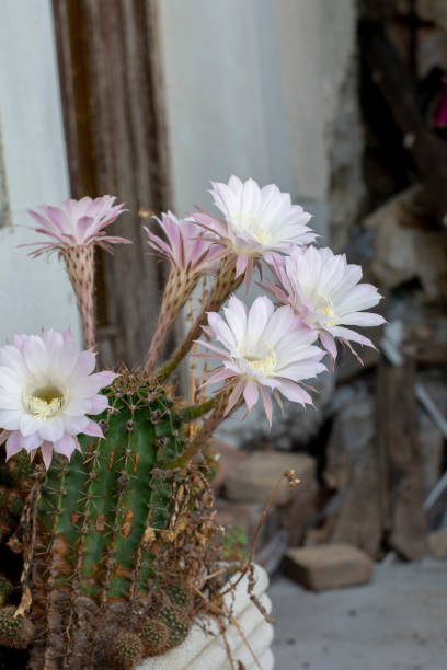 cactus hérisson en fleurs. fleurs blanches d’echinopsis également connues sous le nom de cactus oursin ou lys de pâques. - desert cactus flower hedgehog cactus photos et images de collection