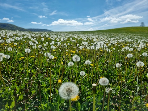 A large dandelion field captured during spring season. The image shows the dandelion clocks in its post-flowering state.