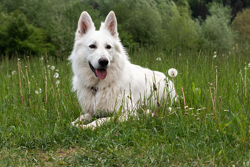 White Swiss Shepherd Dog outdoor portrait in nature. Female Berger Blanc.