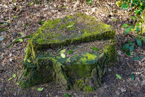 istock Close up of old mossy tree stump 1335714063