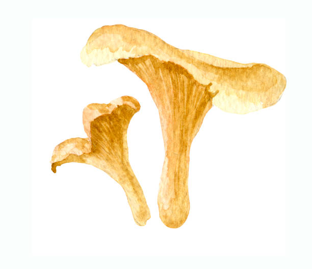 1,500+ Golden Chanterelle Stock Photos, Pictures & Royalty-Free Images ...