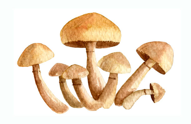 ilustraciones, imágenes clip art, dibujos animados e iconos de stock de acuarela miel agárica - honey agaric