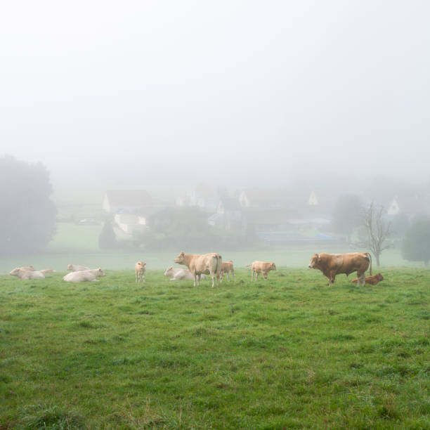 stier und kühe am nebligen morgen in der nähe des dorfes im regionalpark zwischen rouen und le havre in nordfrankreich - cow le havre normandy fog stock-fotos und bilder