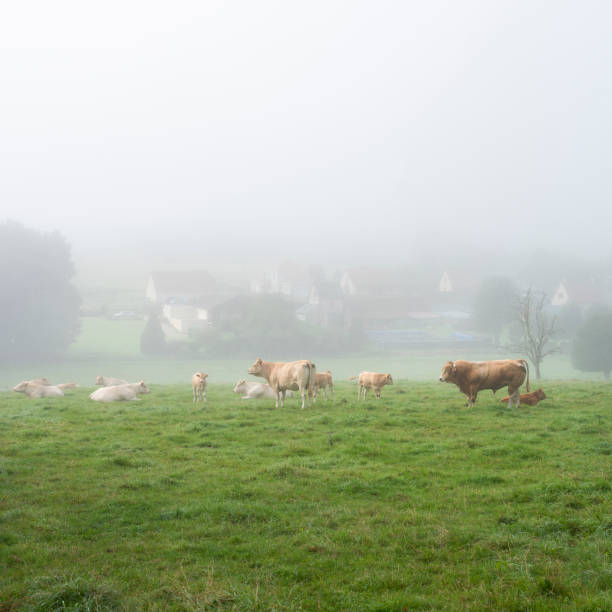 프랑스 북부의 루앙과 르 하브르 사이의 지역 공원의 마을 근처 안개 낀 아침에 황소와 소 - cow le havre normandy fog 뉴스 사진 이미지