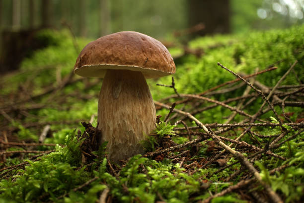 istock Wild Boletus Mushroom growing on lush green moss 1335714840