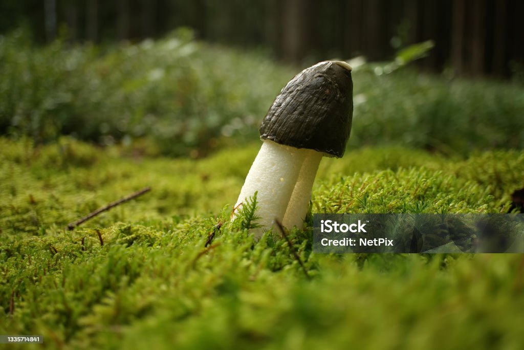 Phallus impudicus mushroom growing on lush green moss Wild Phallus impudicus mushroom growing on lush green moss in a forest, low angle view. Phallus impudicus, known as the common stinkhorn Agaricomycetes Stock Photo