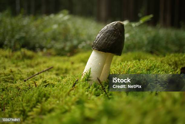Phallus Impudicus Mushroom Growing On Lush Green Moss Stock Photo - Download Image Now