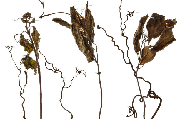 Old autumn brown leaves on a white isolated background.
