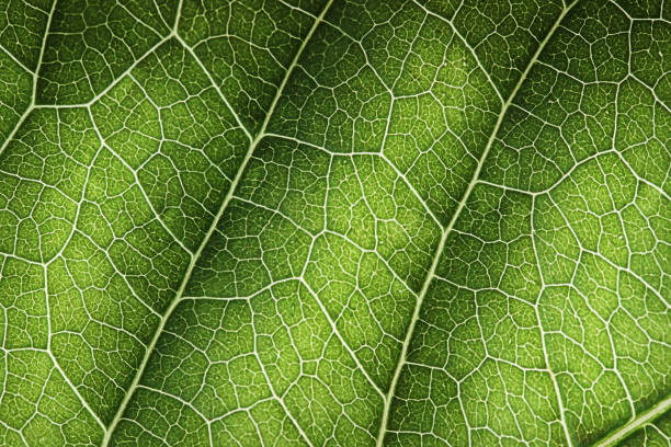 istock Natural background of green leaves 1335717555