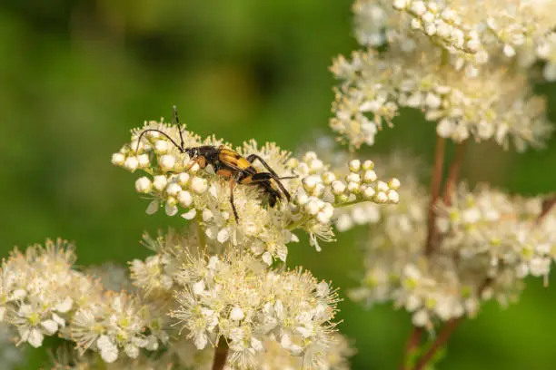 Photo of Spotted longhorn (rutpela maculata) beetle