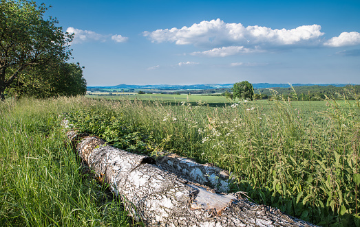 Peeling bark on log lying in green grass with nettles and wildflowers. View on spring cornfield and hills on horizon. South Czechia