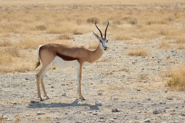 istock Male Springbok antelope at Etosha National park (Antidorcas marsupialis) 1335720611