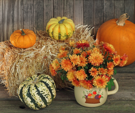 Autumn scene of mum flowers and gourds