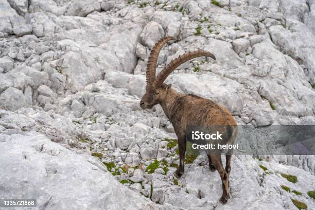 Large Male Alpine Ibex In Triglav National Park Stock Photo - Download Image Now