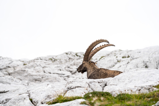One mature male Alpine ibex (Capra ibex) hidden behing rock in Kriski podi, Triglav national park
