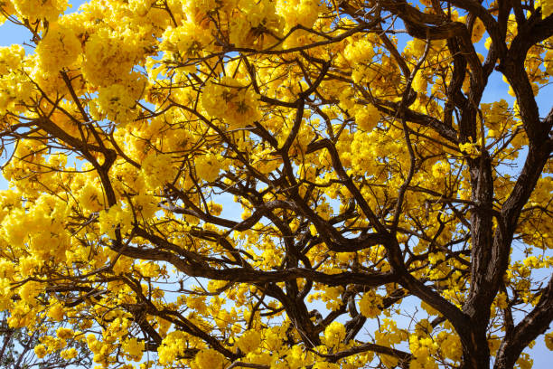 Beautiful Ype tree log with yellow flowers during winter.