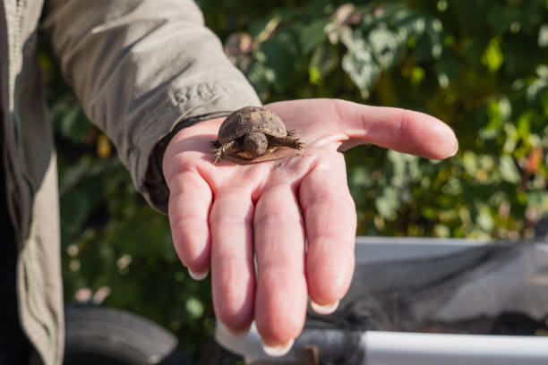 babyschildkröte auf der hand einer frau - artenschutz stock-fotos und bilder