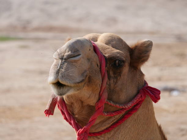 istock Portrait of a camel with a red cord leash 1335723908