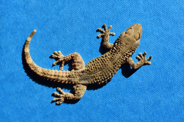istock A brown lizard is photographed from above against a blue background 1335724844