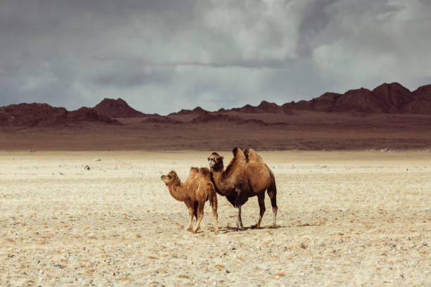 два верблюда в монгольской степи. - bactrian camel camel independent mongolia gobi desert стоковые фото и изображения