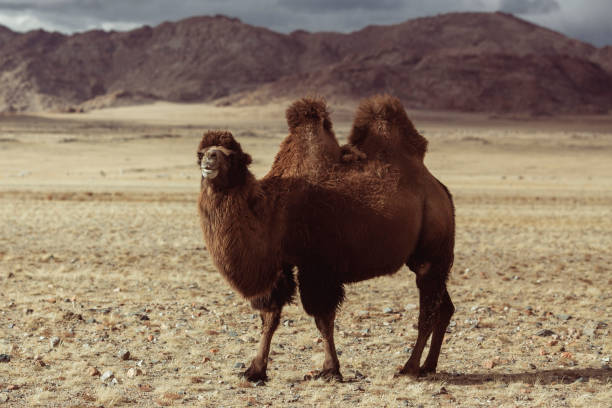istock A double-humped camel in the Mongolian steppe. 1335728081